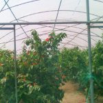 Light transfer Ecological Greenhouse Film Light transfer Ecological Greenhouse Film