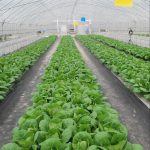 蔬菜专用多功能棚膜 蔬菜专用多功能棚膜