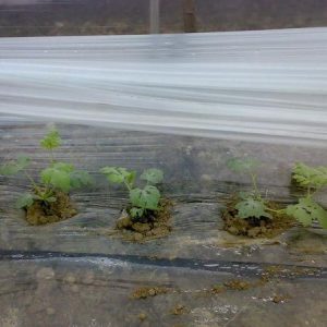 Multi-functional mulch Film Multi-functional mulch Film