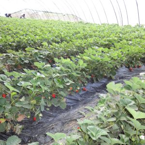 Black mulch Film Black mulch Film