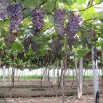 Grape Application Multi-functional Greenhouse Film Grape Application Multi-functional Greenhouse Film