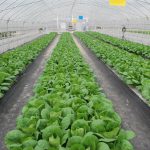 Vegetable Application Multi-functional Greenhouse Film Vegetable Application Multi-functional Greenhouse Film