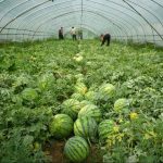 Watermelon Application Multi-functional Greenhouse Film Watermelon Application Multi-functional Greenhouse Film