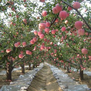 Silvery grey Film Silvery grey Film